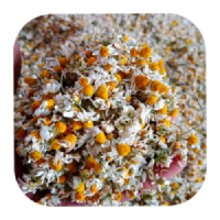 herbs (5)